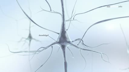 Neurone: Bausteine des Denkens
