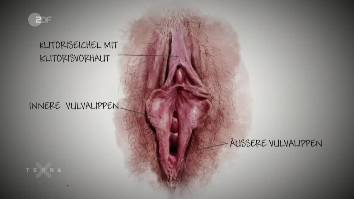 Anatomie von Vulva und Vagina