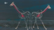 Aufbau und Funktion eines Giraffenhalses