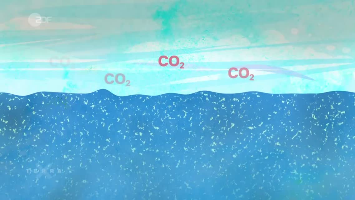 Wale als CO2-Speicher