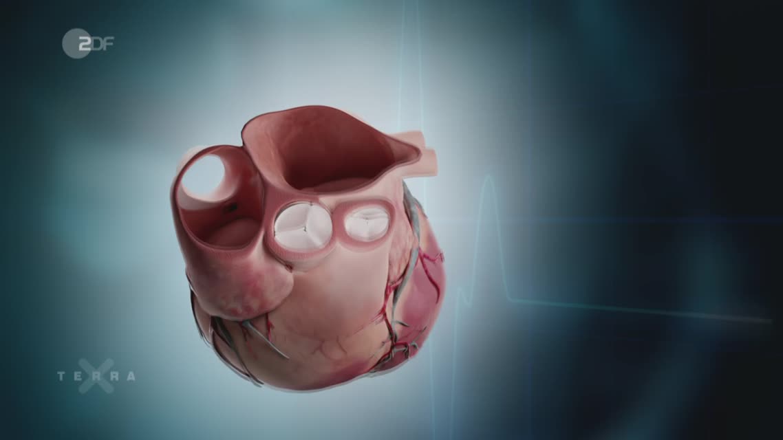 Welche Funktion haben Herzklappen?