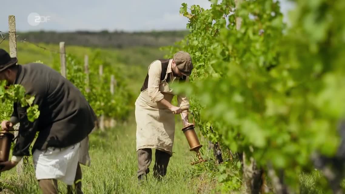 Die große Reblausplage im Weinanbau