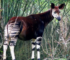 Fun Facts about Okapi