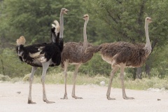 Fun Facts about Ostriches