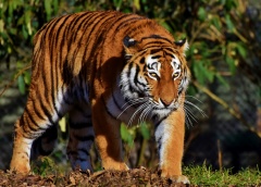 Fun Facts about Tigers
