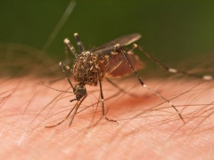 Fun Facts about Mosquitoes