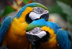 Fun Facts about Parrots