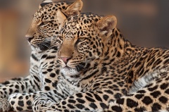 Fun Facts about Leopards