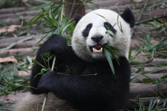 Fun Facts about Pandas