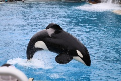 Fun Facts about Killer Whales/Orca