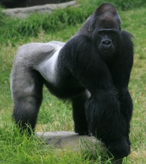 Fun Facts about Gorillas