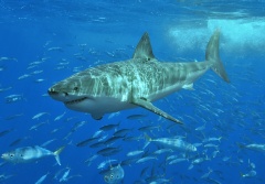 Fun Facts about Great white sharks