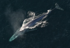 Fun Facts about Blue Whales