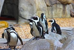 Fun Facts about African Penguins