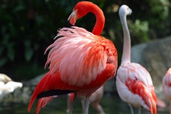 Fun Facts about Flamingos