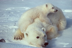 Fun Facts about Polar bears