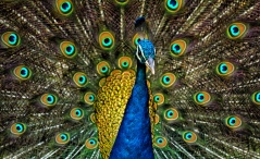 Fun Facts about Peafowls/Peacocks