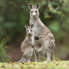 Fun Facts about kangaroos