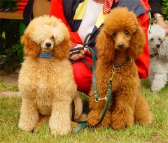 Fun Facts about Poodles