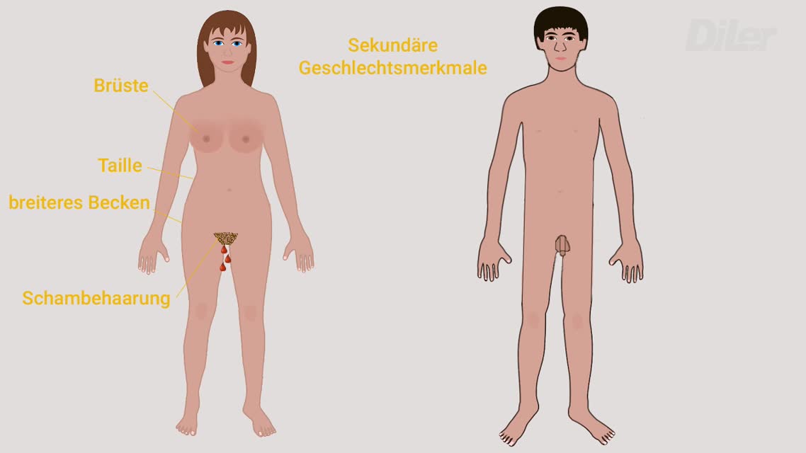 Die primären und sekundären Geschlechtsmerkmale von Mann und Frau